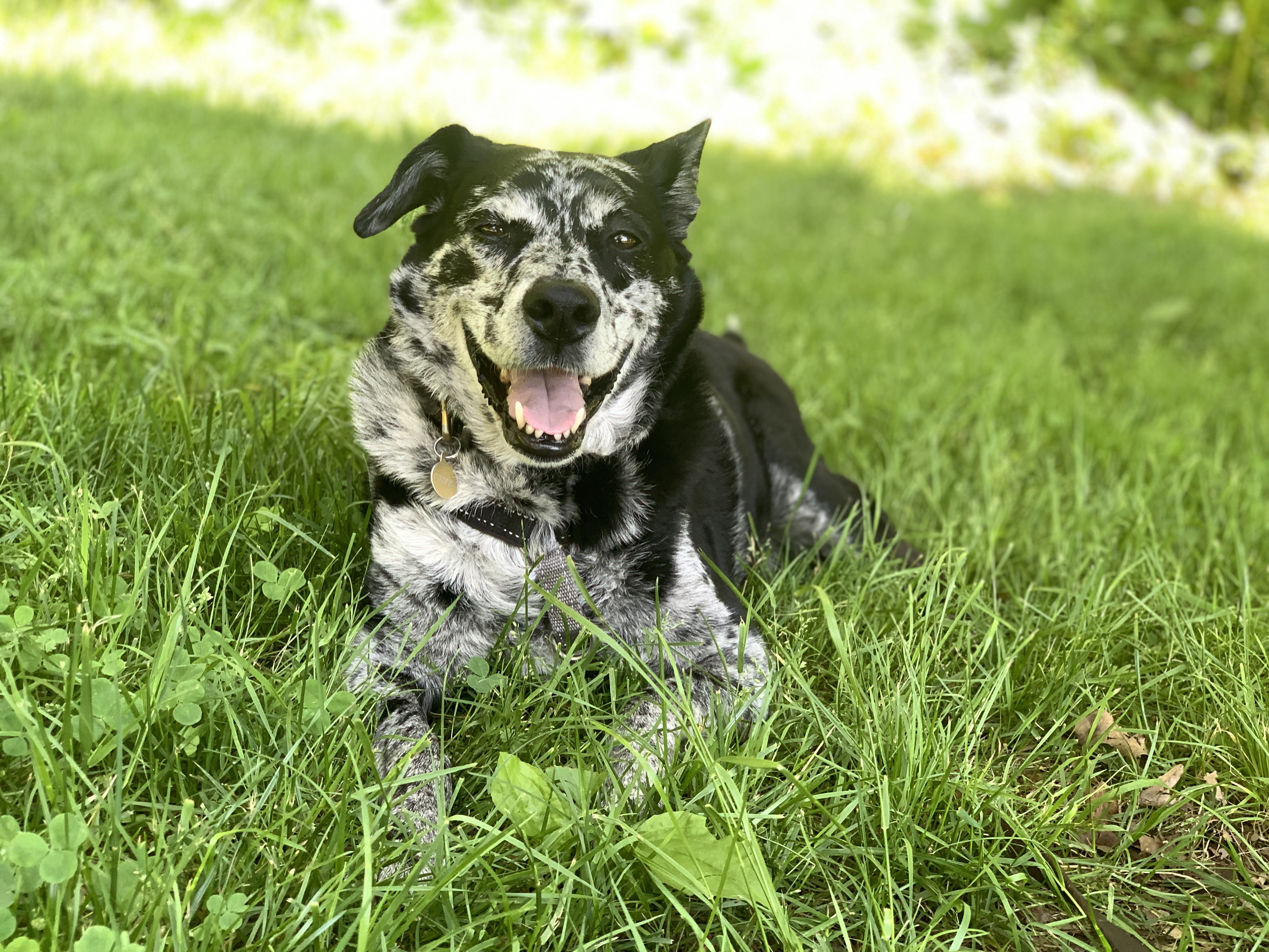 Cooper in the grass
